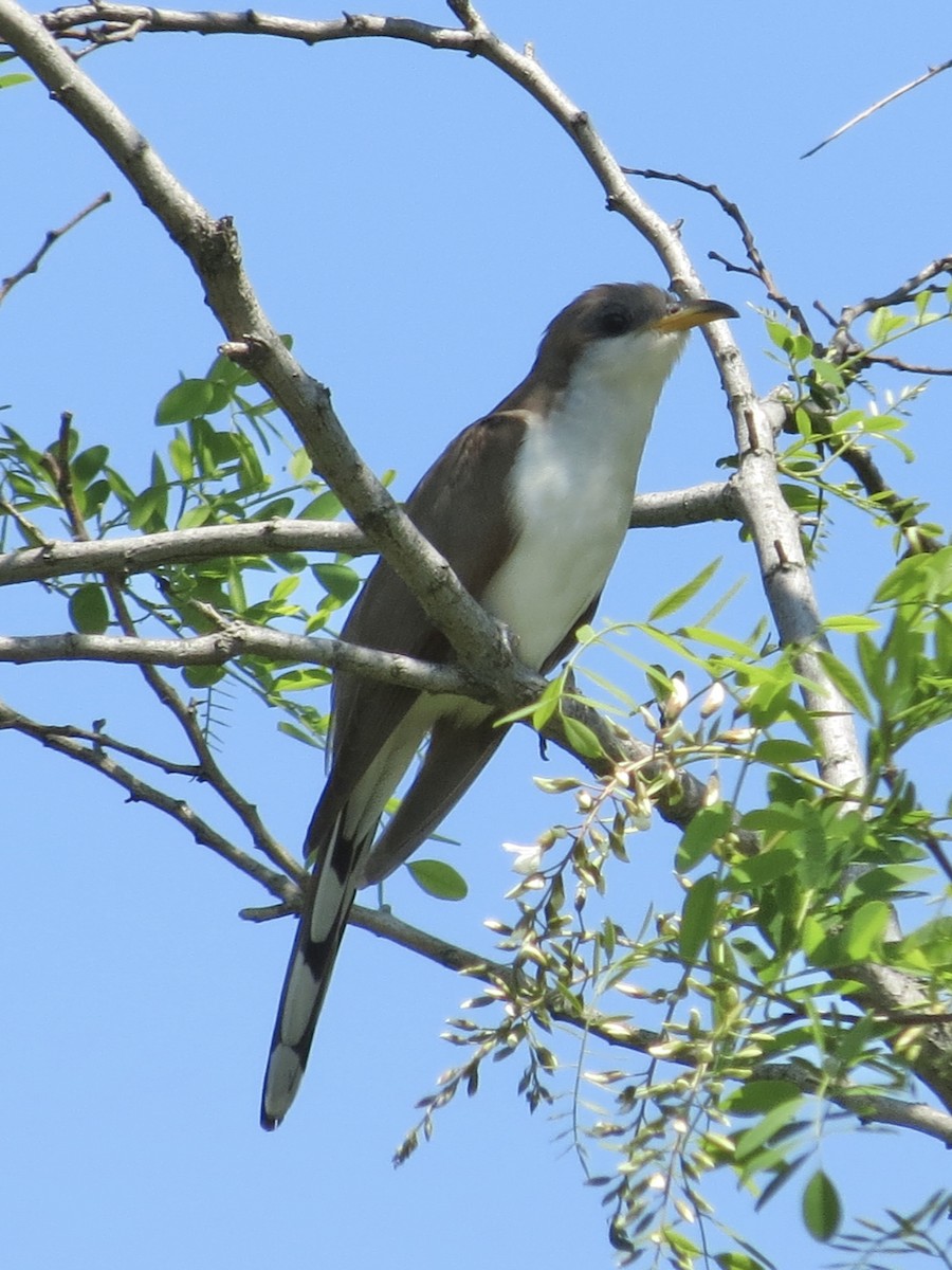 gulnebbgjøk - ML650130617