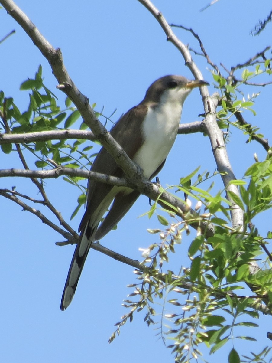 gulnebbgjøk - ML650130618