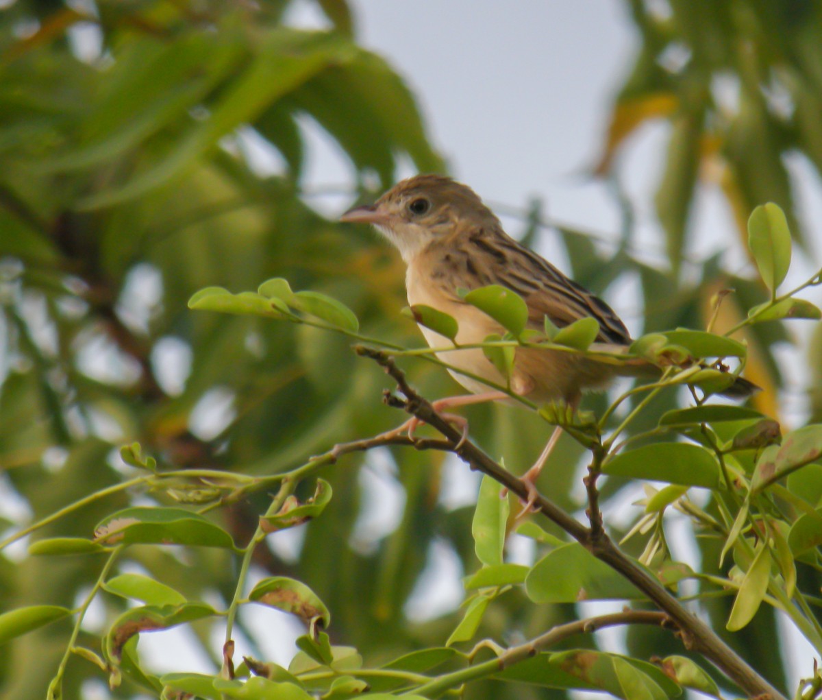 Croaking Cisticola - ML650130717