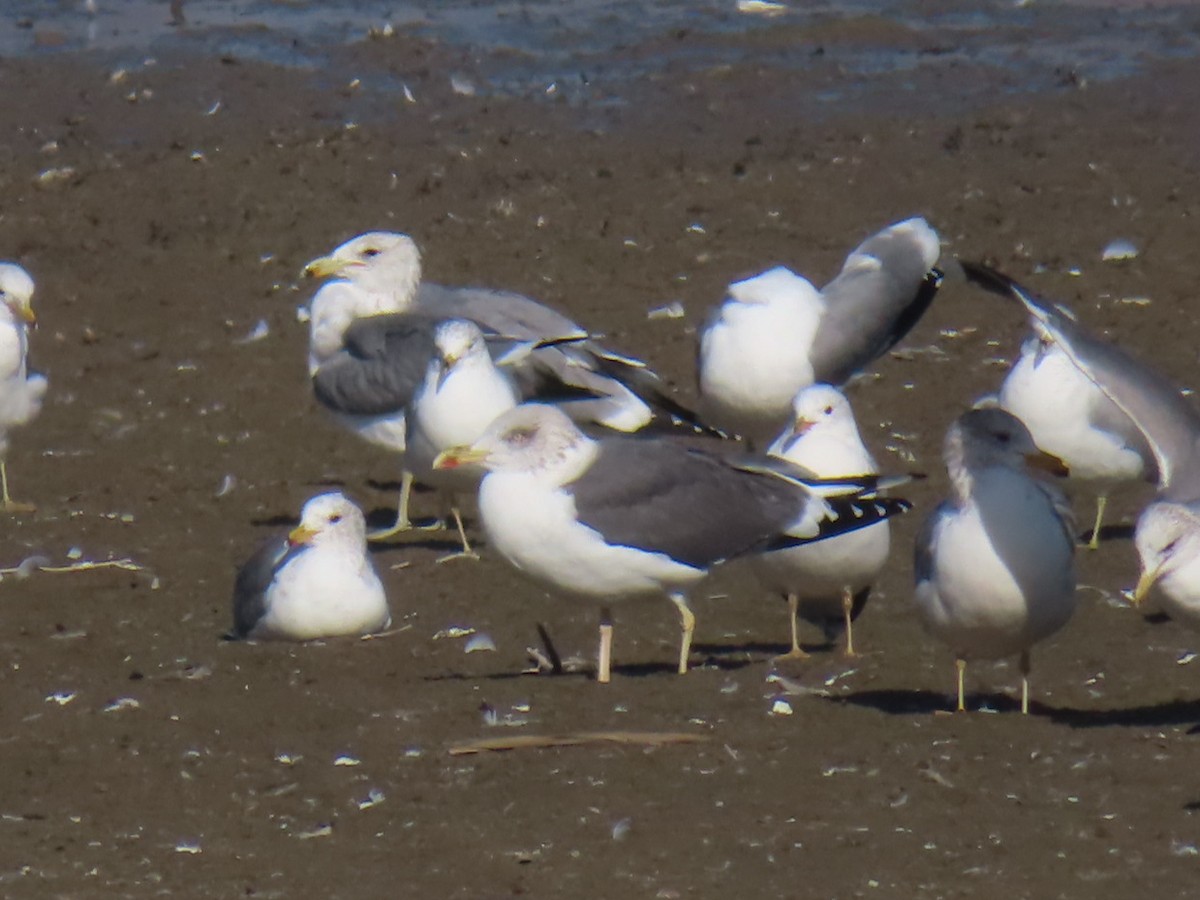 Zafferano - ML650130821