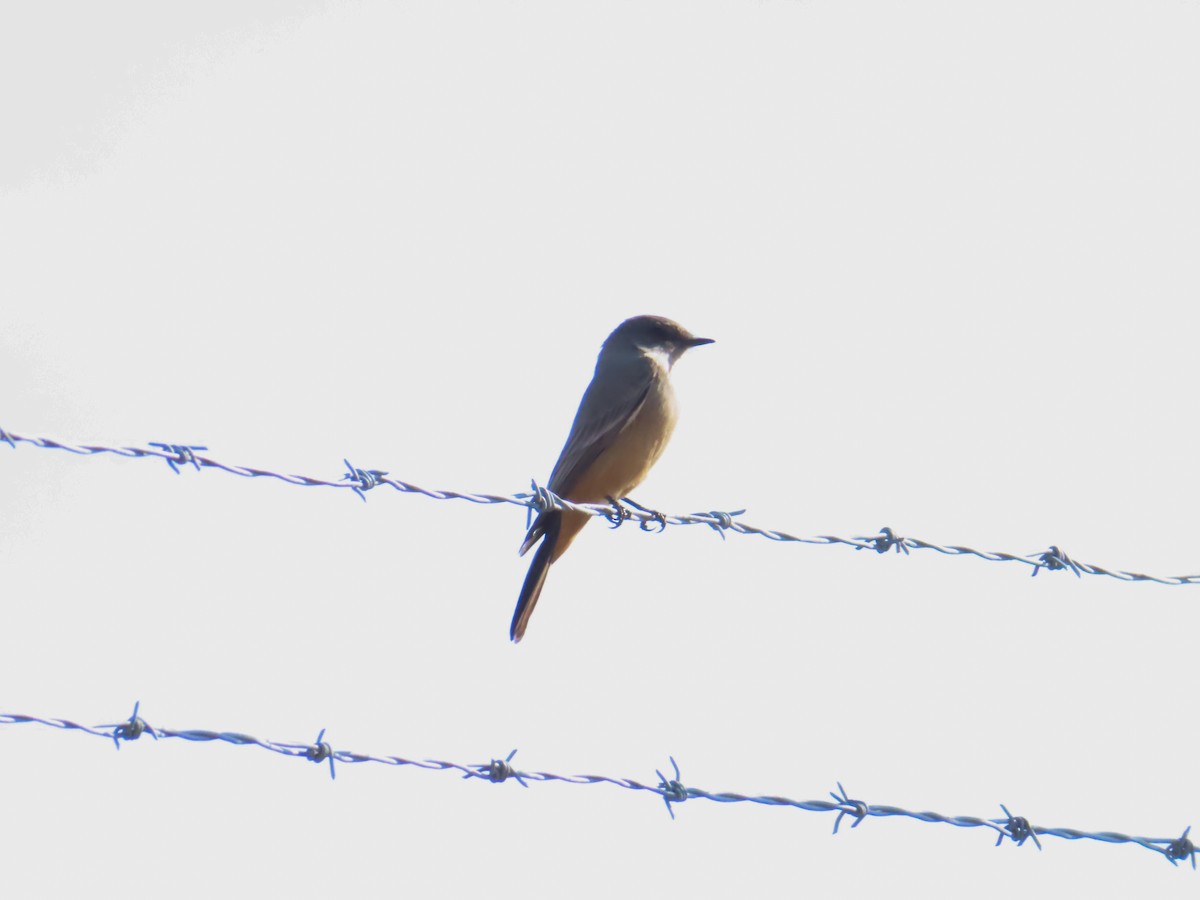 Say's Phoebe - ML650130832