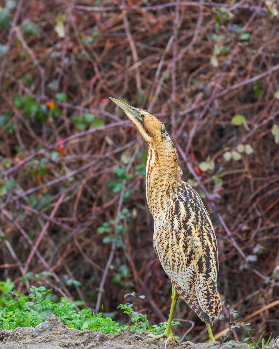 Balaban - ML650131603