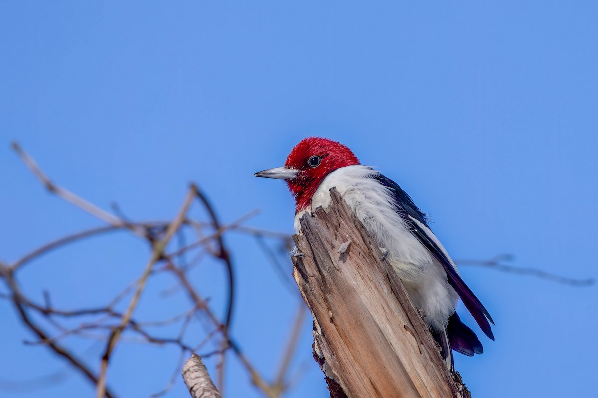 rødhodespett - ML650132688