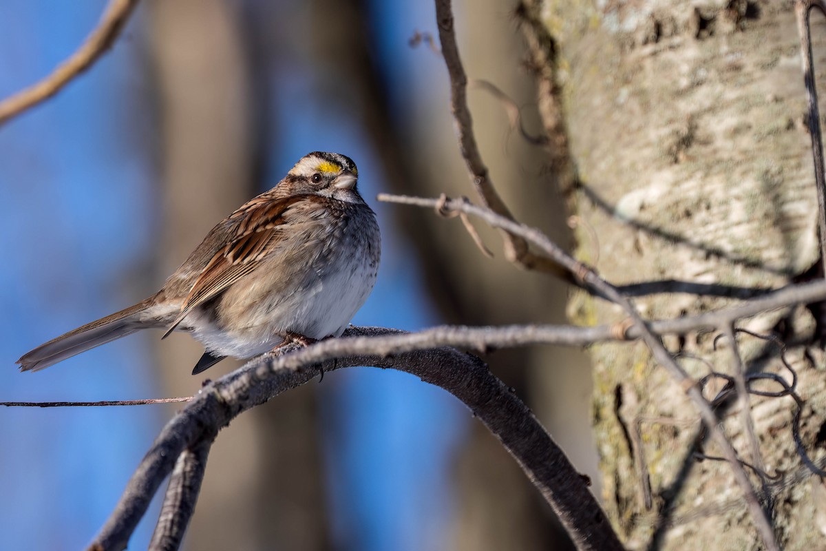 hvitstrupespurv - ML650132694