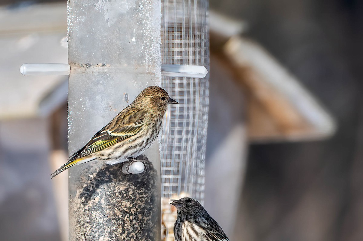 stripesisik - ML650132715