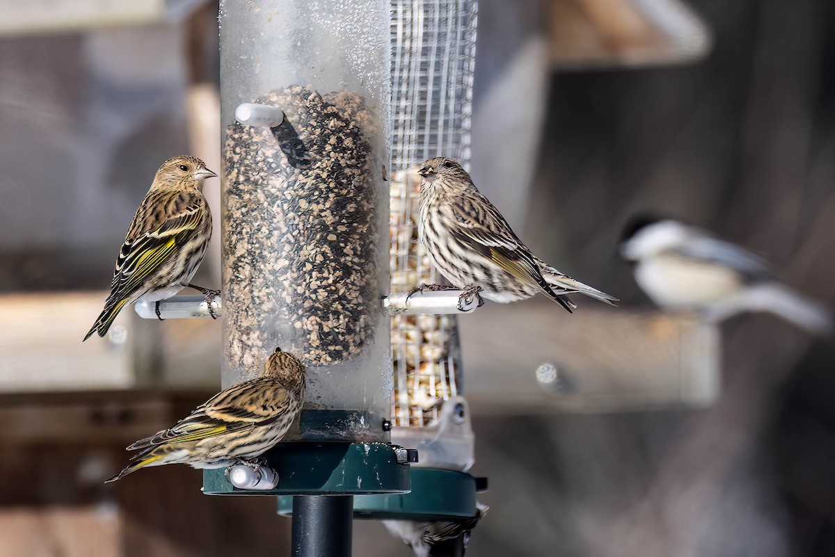 stripesisik - ML650132716