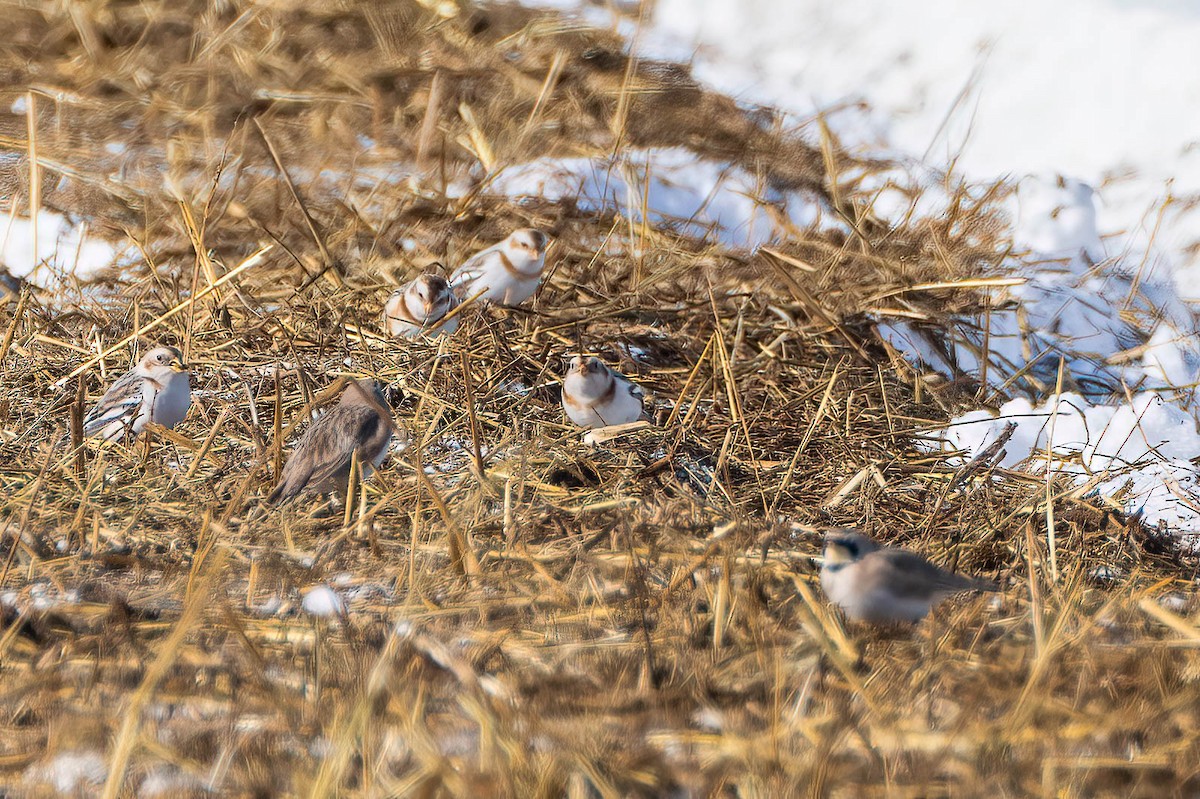 snøspurv - ML650132747