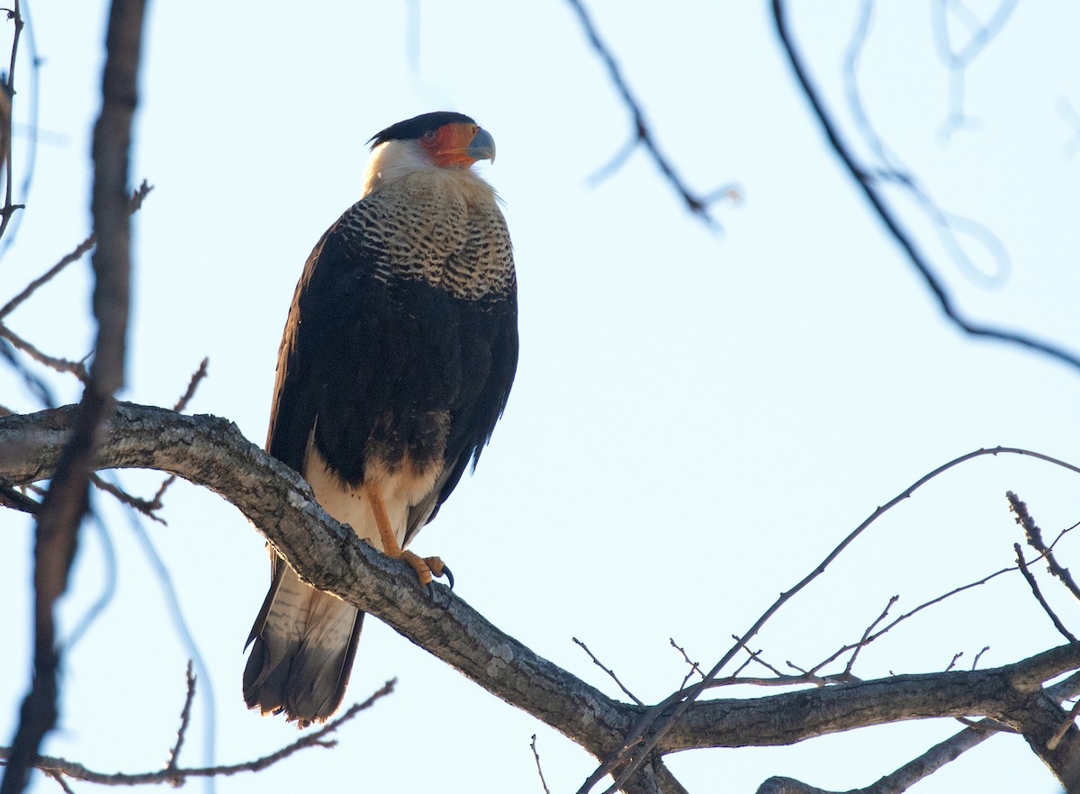 gribbkarakara - ML650133036