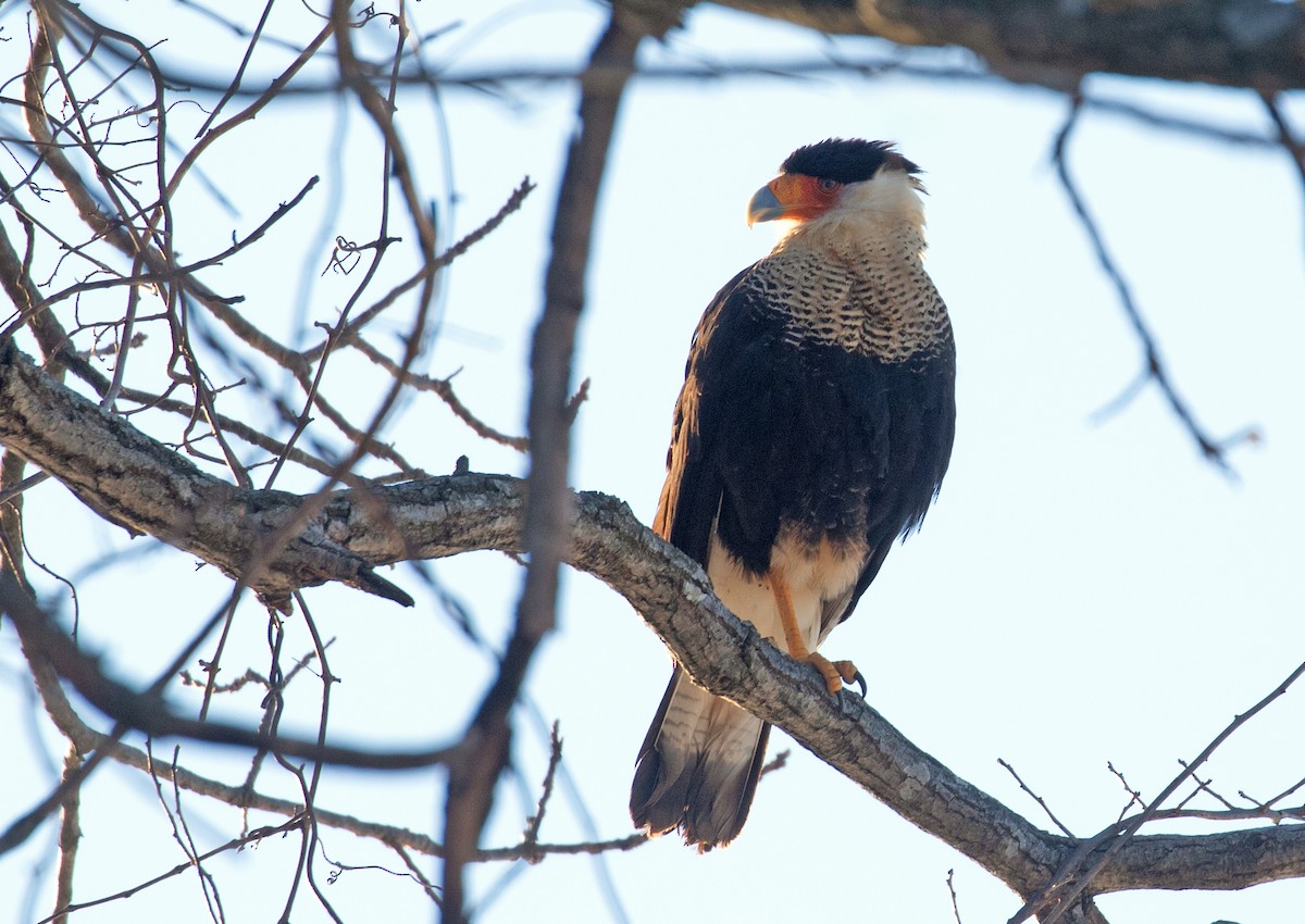 gribbkarakara - ML650133037