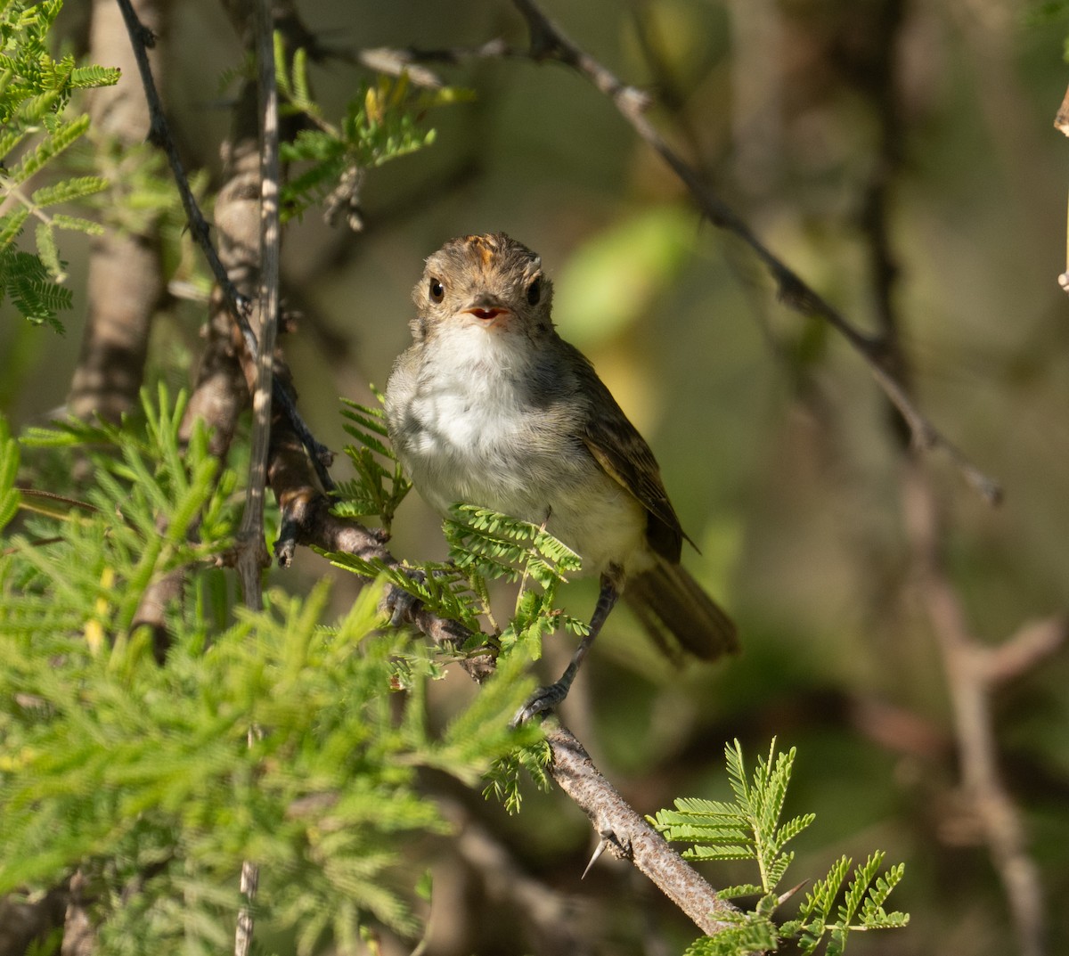 Fulvous-crowned Scrub-Tyrant - ML650133083
