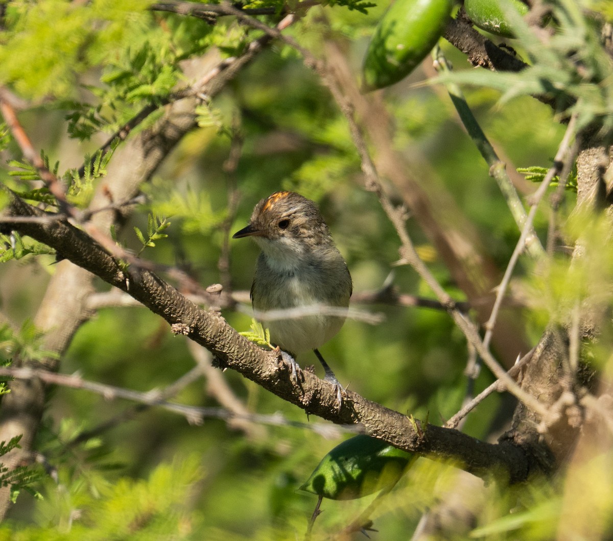 Fulvous-crowned Scrub-Tyrant - ML650133084