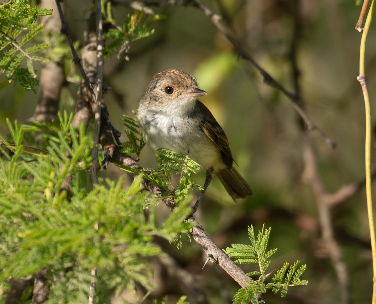 Fulvous-crowned Scrub-Tyrant - ML650133085