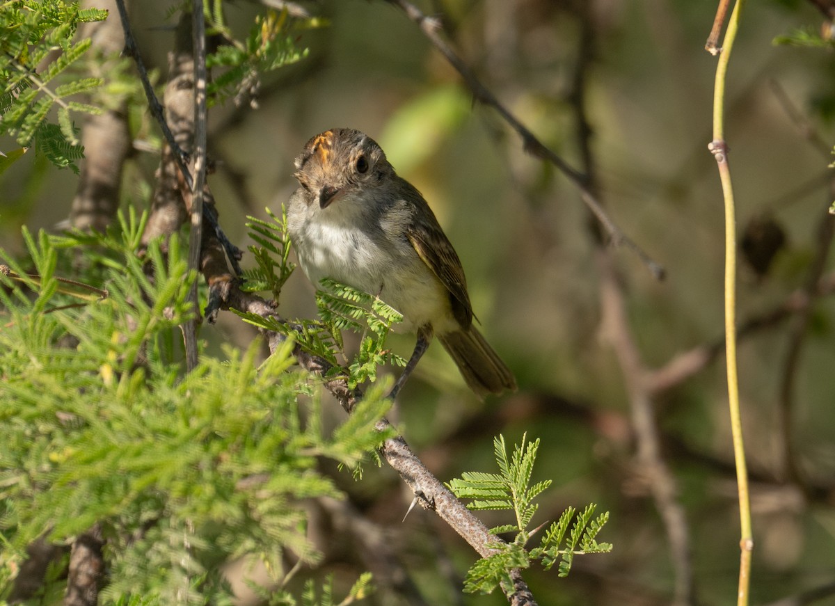 Fulvous-crowned Scrub-Tyrant - ML650133086