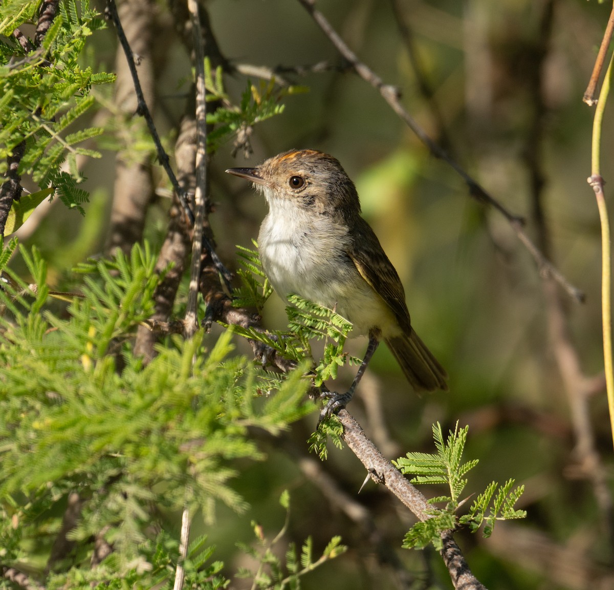 Fulvous-crowned Scrub-Tyrant - ML650133087