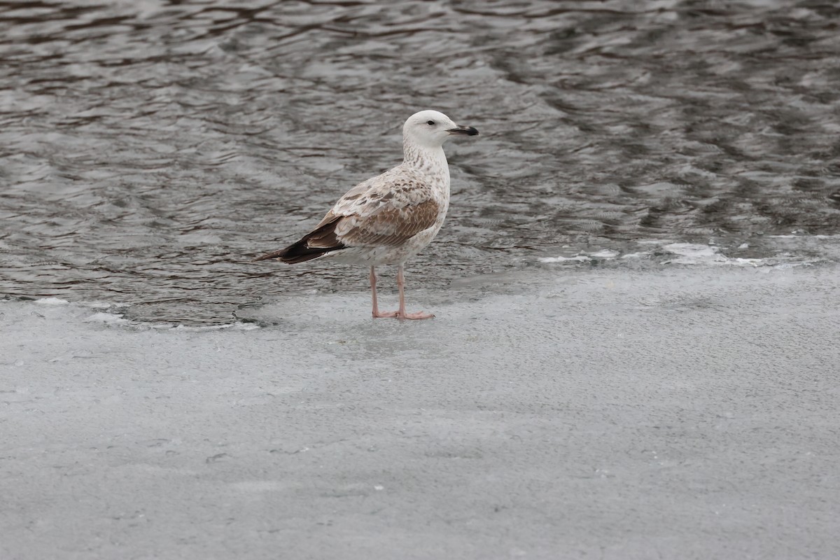 Gabbiano reale pontico - ML650133465