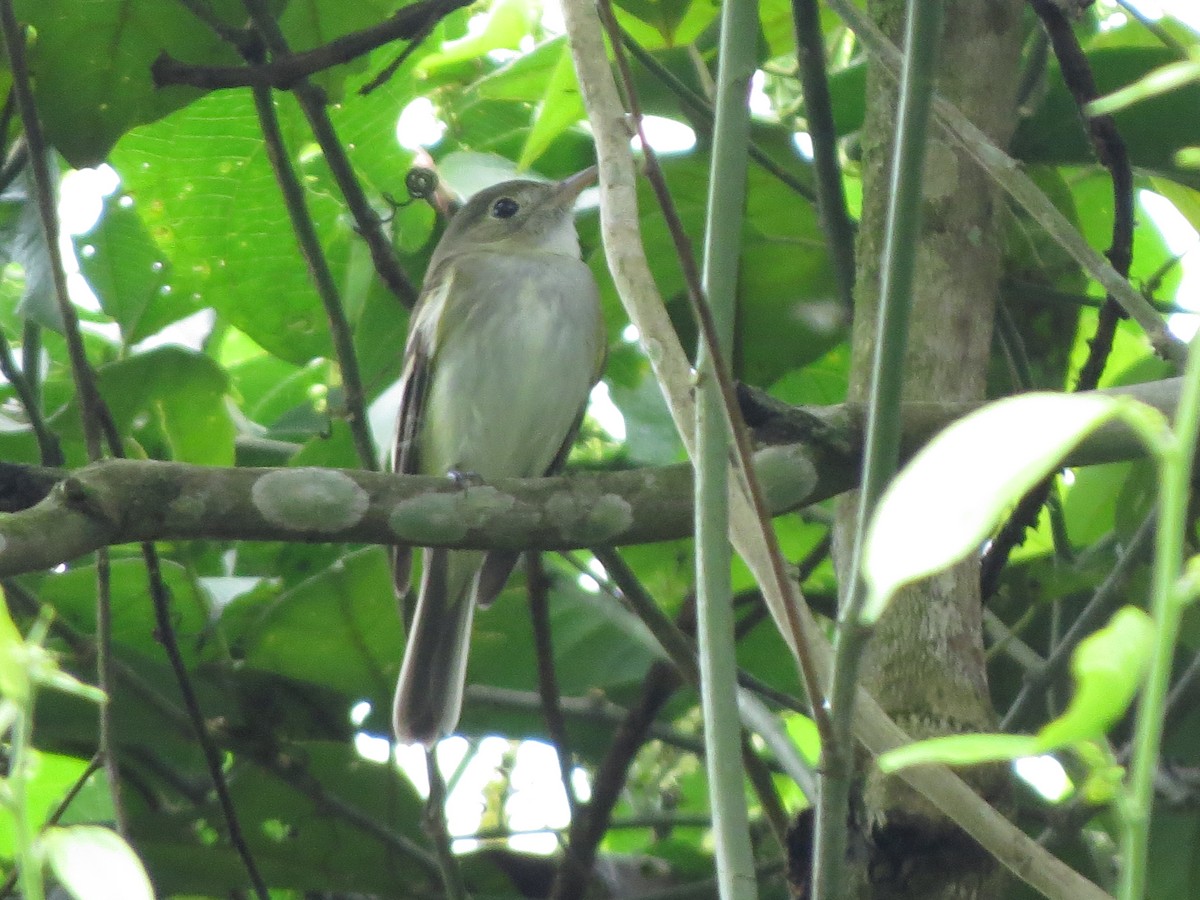 Acadian Flycatcher - ML650133927