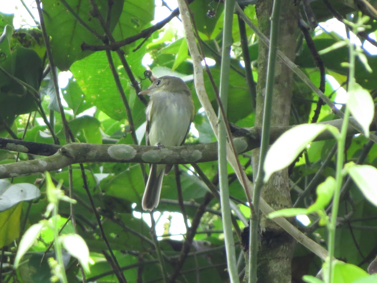 Acadian Flycatcher - ML650133928