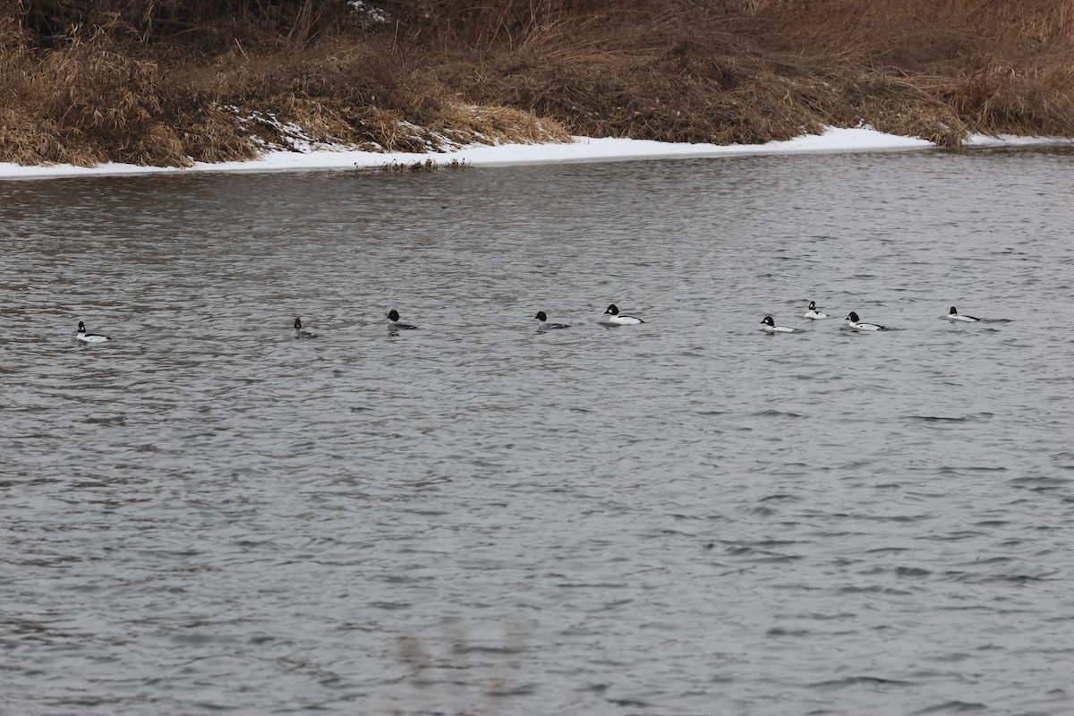 Quattrocchi - ML650134040