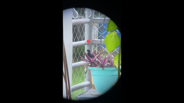 カワリヒメウソ - ML650134350