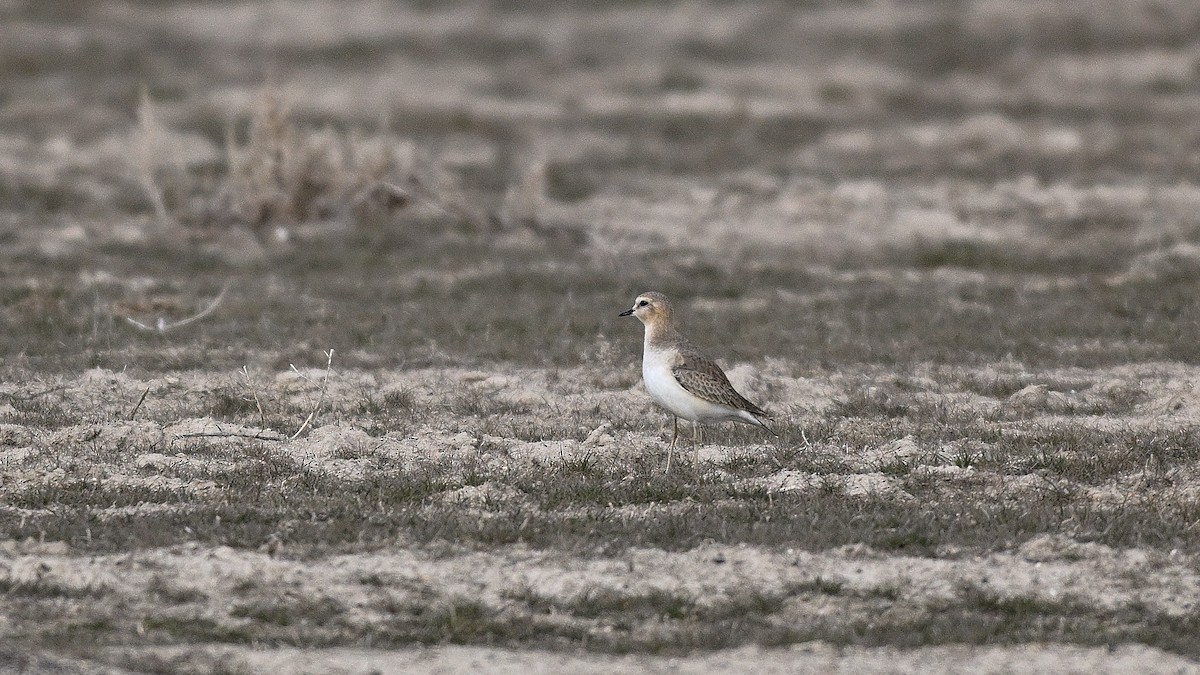 Пісочник гірський - ML650134411