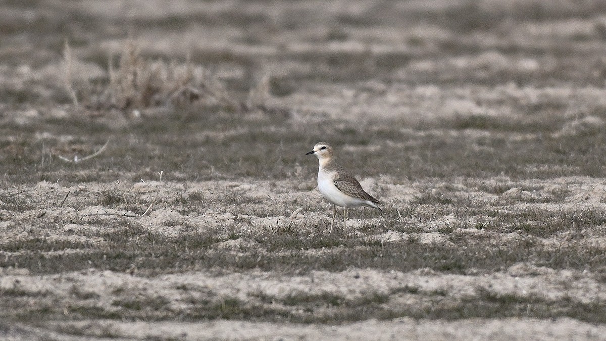 Пісочник гірський - ML650134478