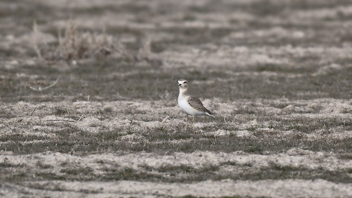 Пісочник гірський - ML650134485