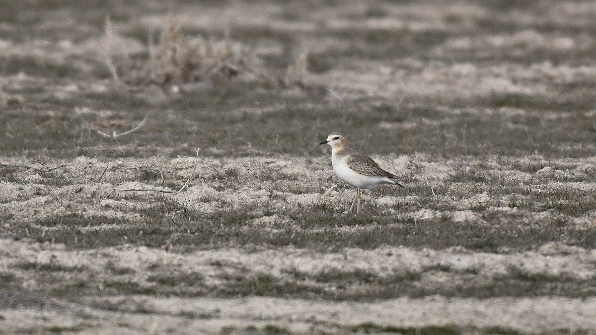 Пісочник гірський - ML650134514