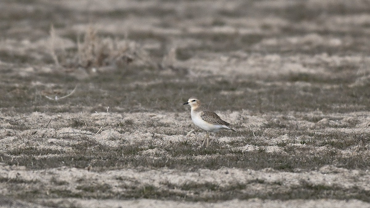 Пісочник гірський - ML650134520