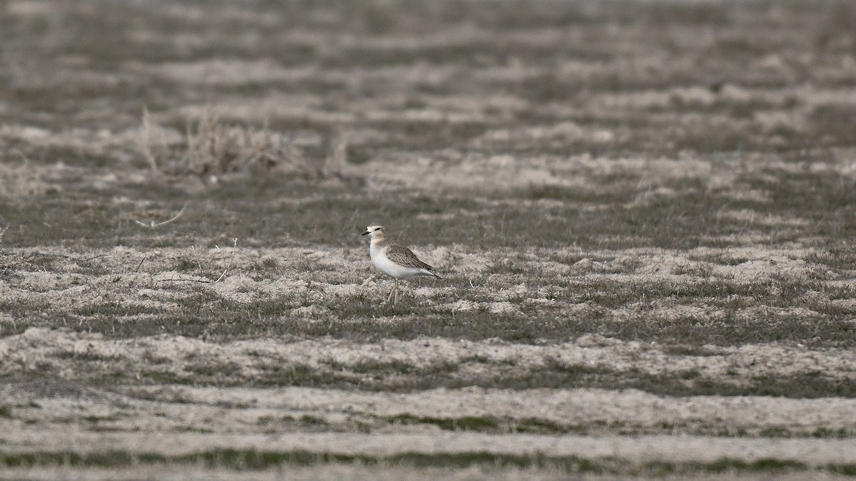 Пісочник гірський - ML650134554
