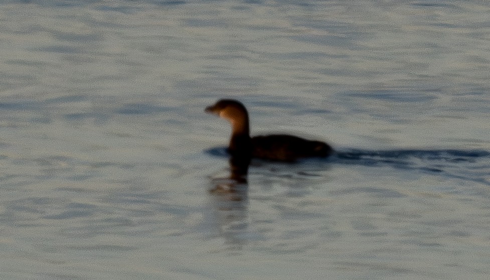 Pied-billed Grebe - ML650134602