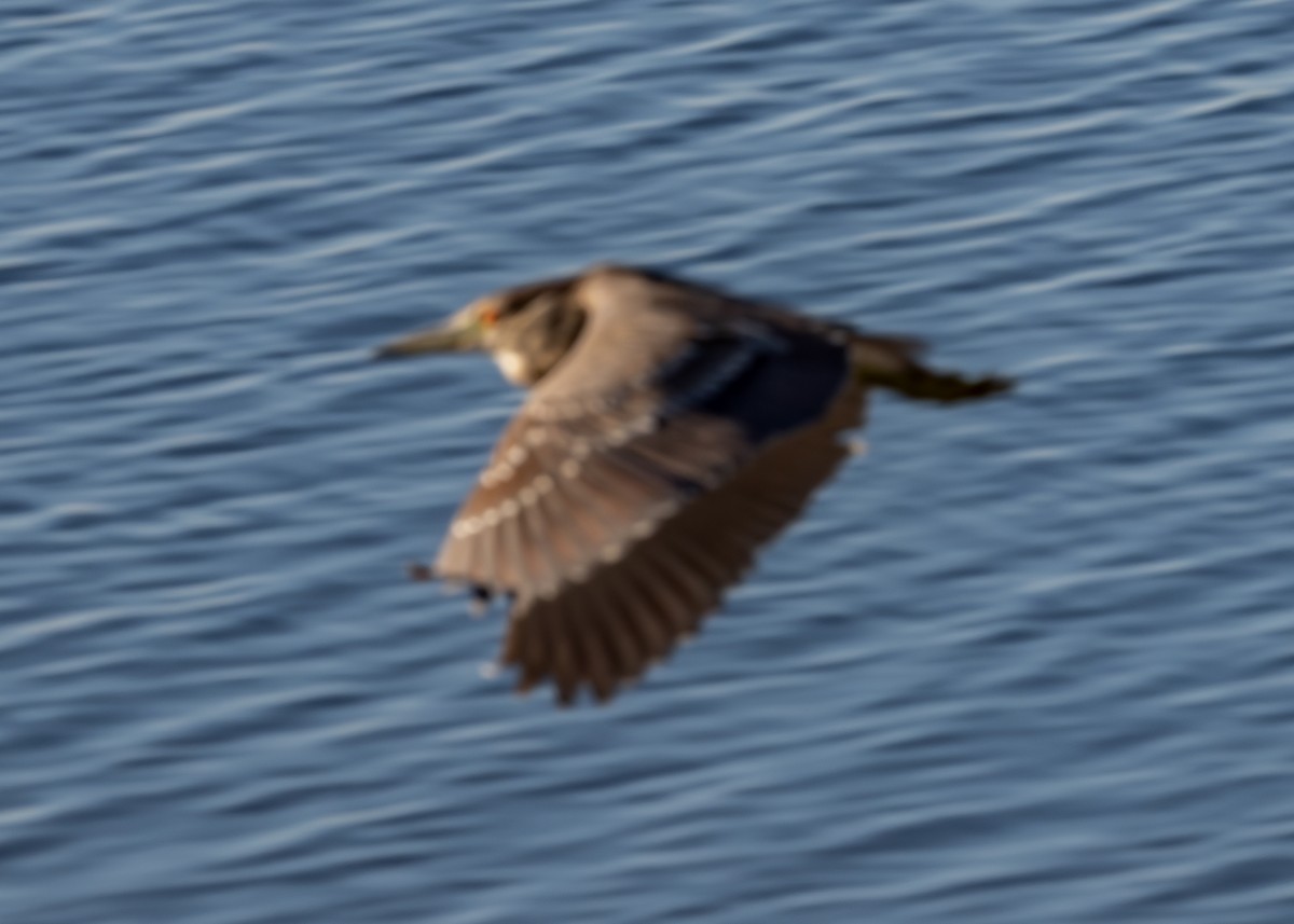Black-crowned Night Heron - ML650134666