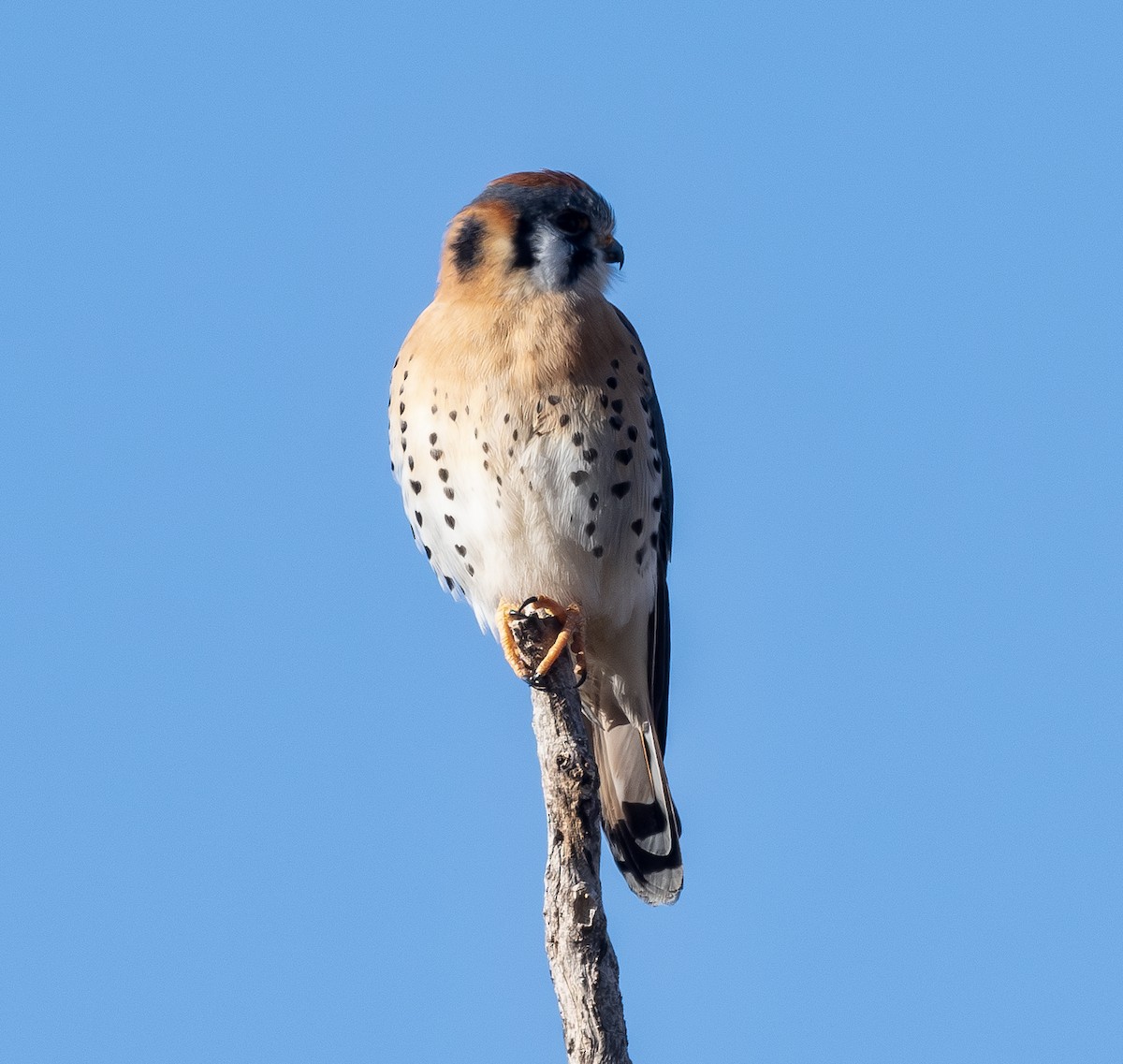 American Kestrel - ML650134680