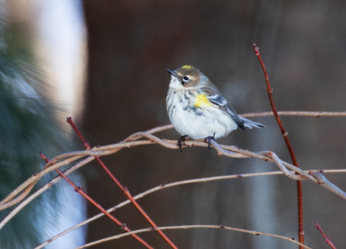 myrteparula (coronata) - ML650134770