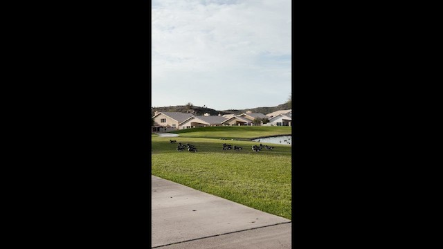 Свищ американський - ML650135185