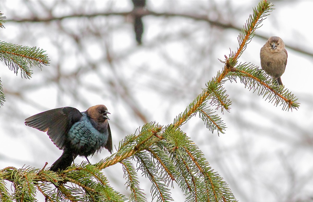Brown-headed Cowbird - Nick Pulcinella
