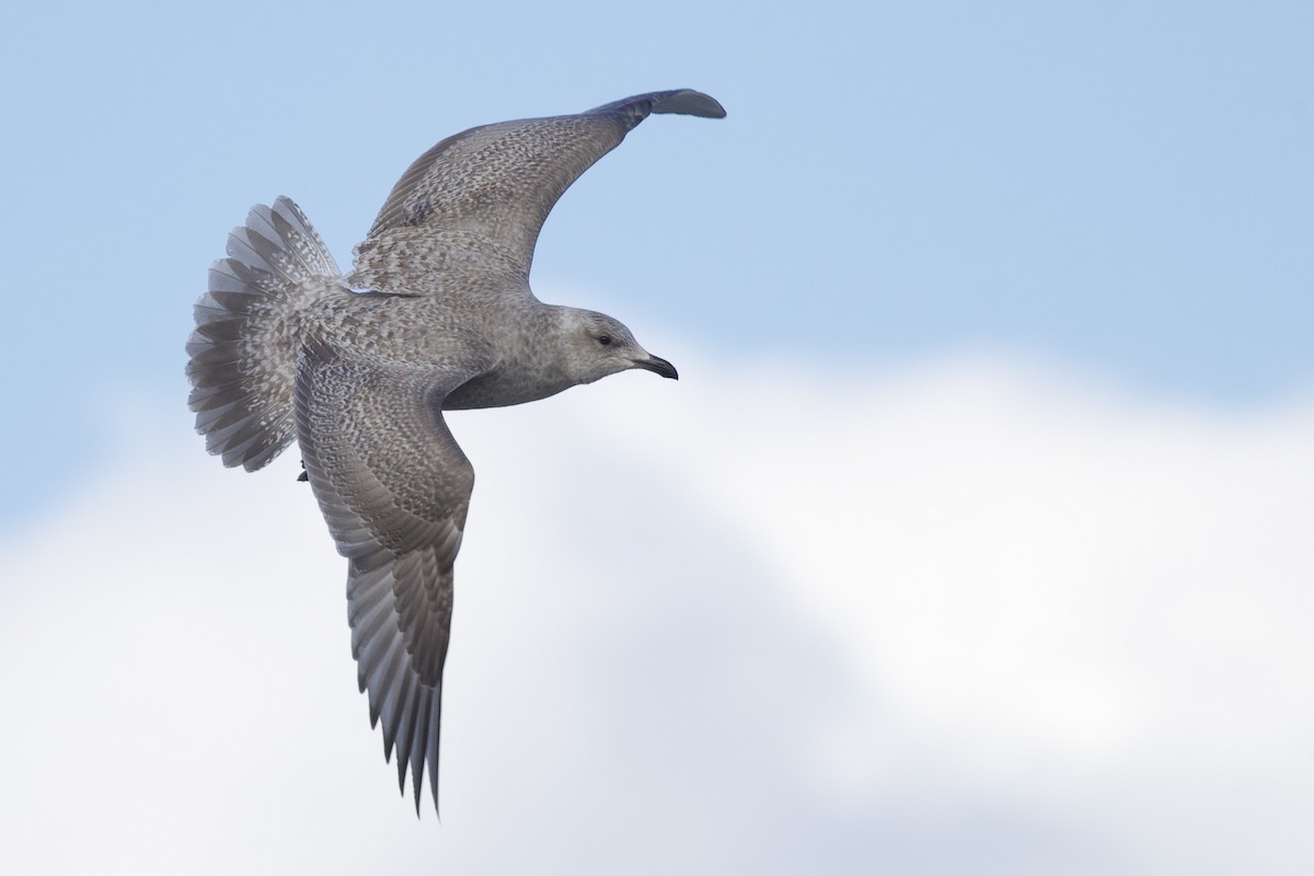 racek polární (ssp. thayeri/kumlieni) - ML650136015