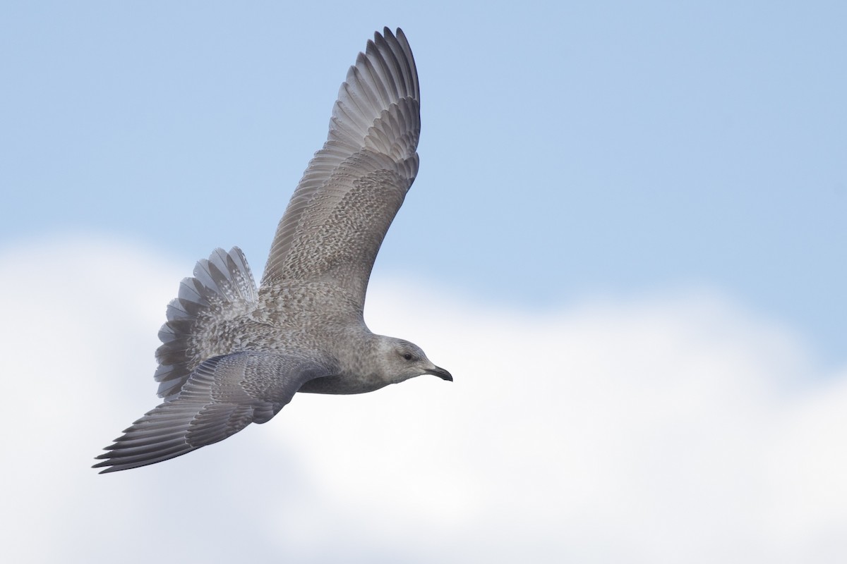 racek polární (ssp. thayeri/kumlieni) - ML650136016