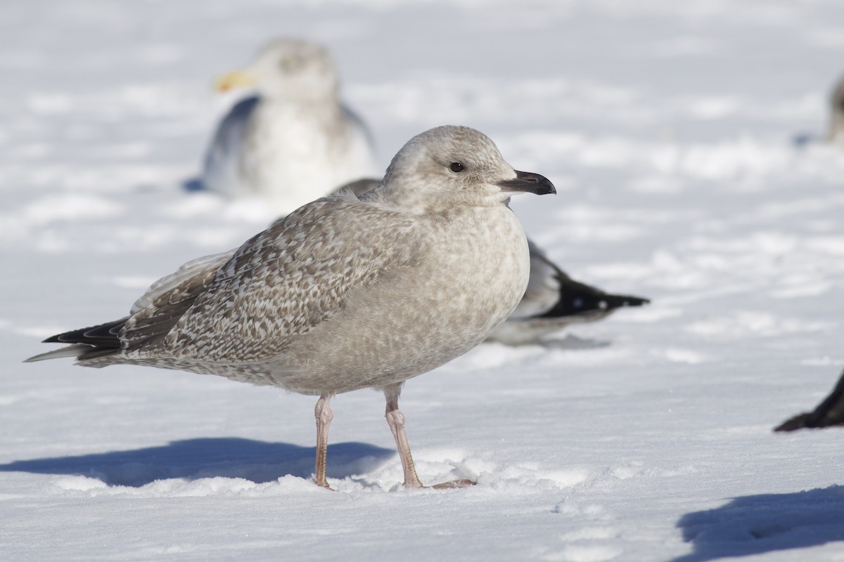 racek polární (ssp. thayeri/kumlieni) - ML650136017