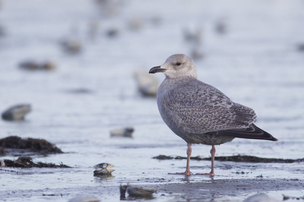 racek polární (ssp. thayeri/kumlieni) - ML650136018