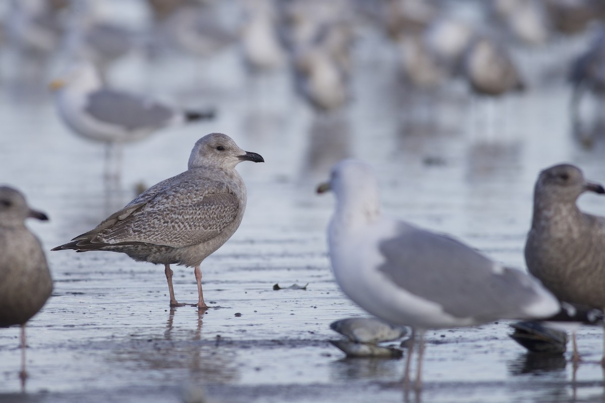 racek polární (ssp. thayeri/kumlieni) - ML650136019