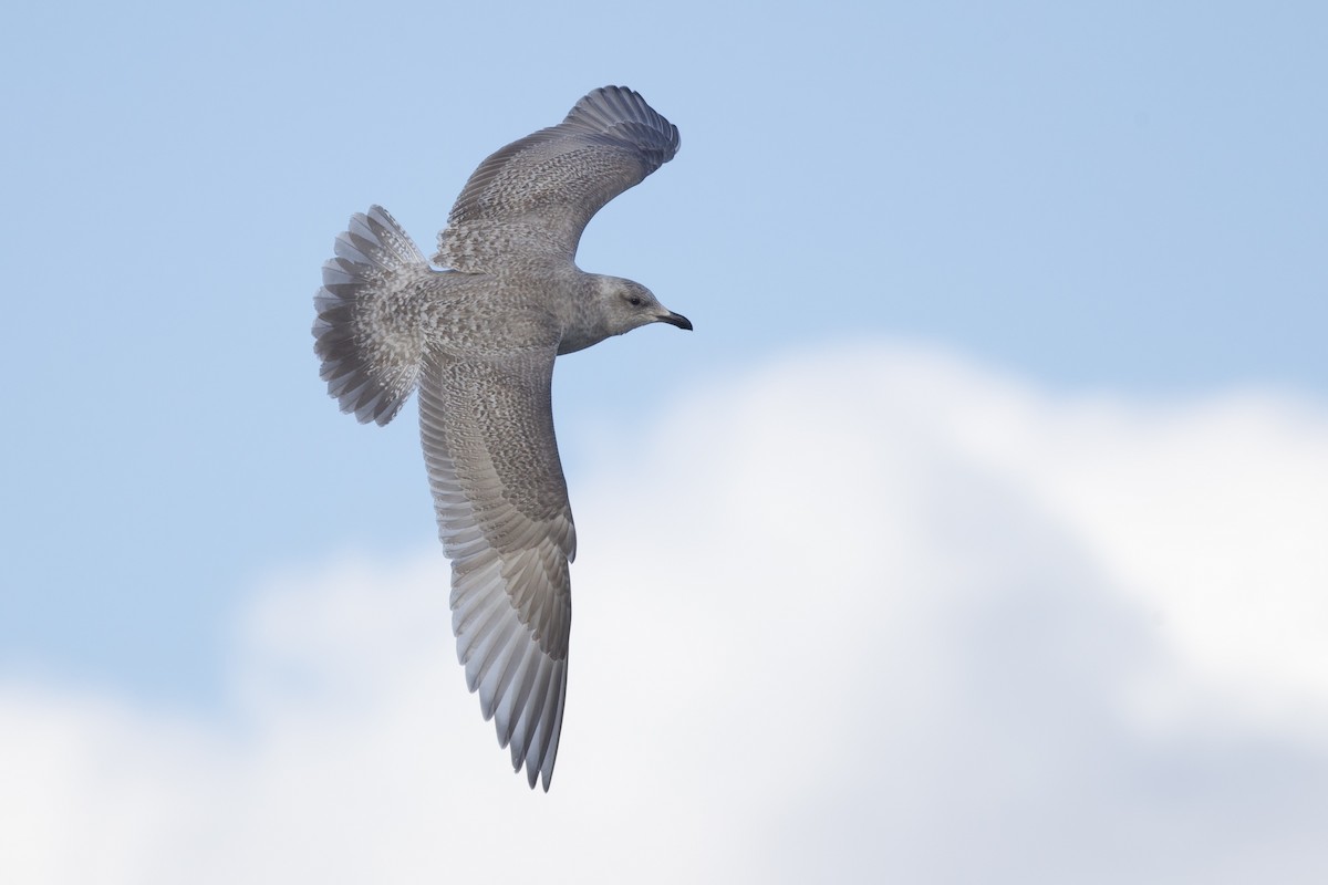 racek polární (ssp. thayeri/kumlieni) - ML650136020