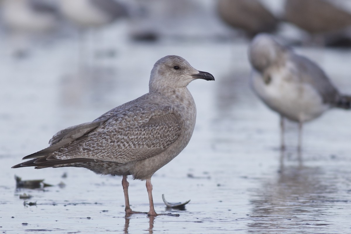 racek polární (ssp. thayeri/kumlieni) - ML650136021