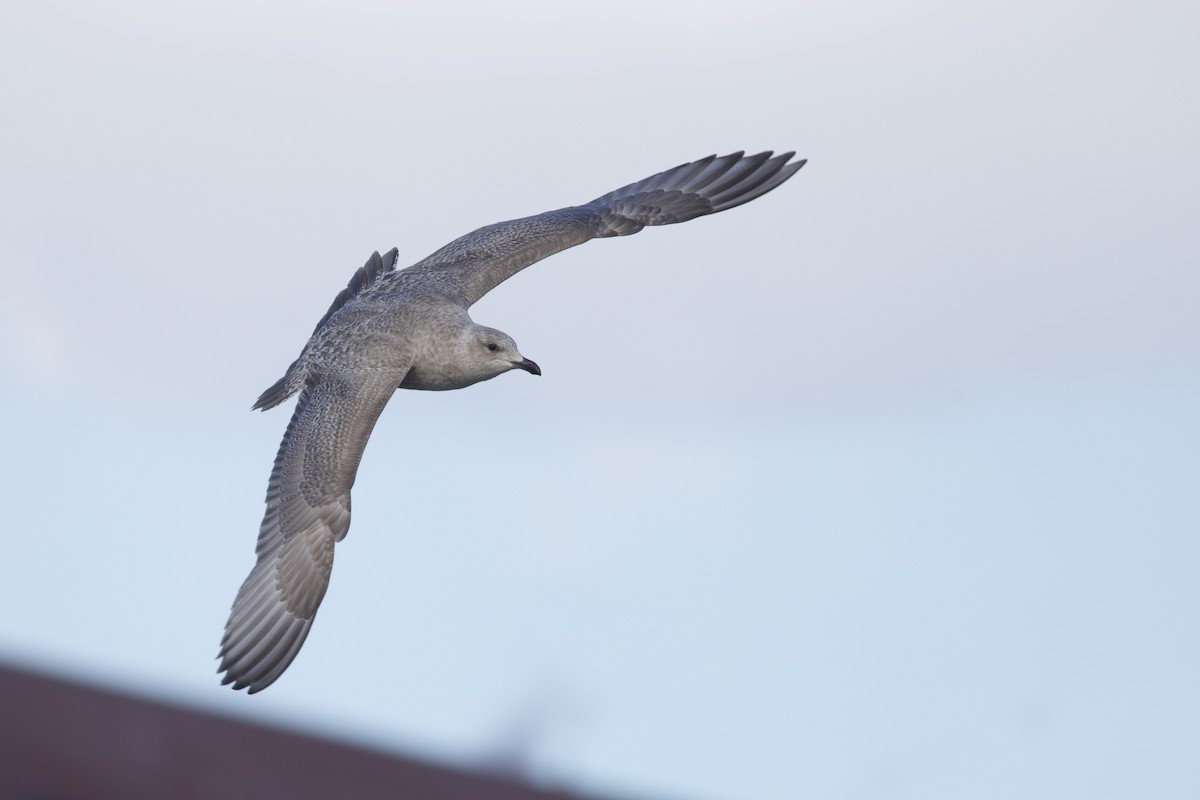 racek polární (ssp. thayeri/kumlieni) - ML650136022