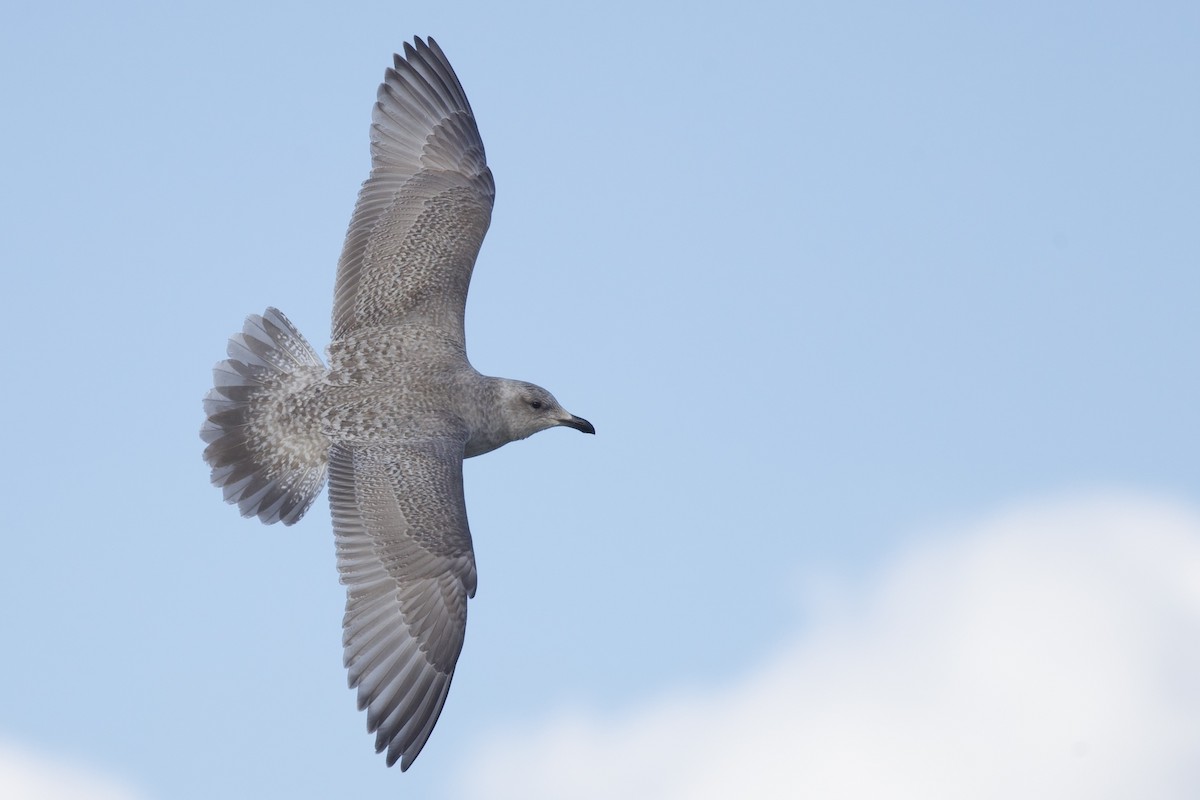 racek polární (ssp. thayeri/kumlieni) - ML650136023