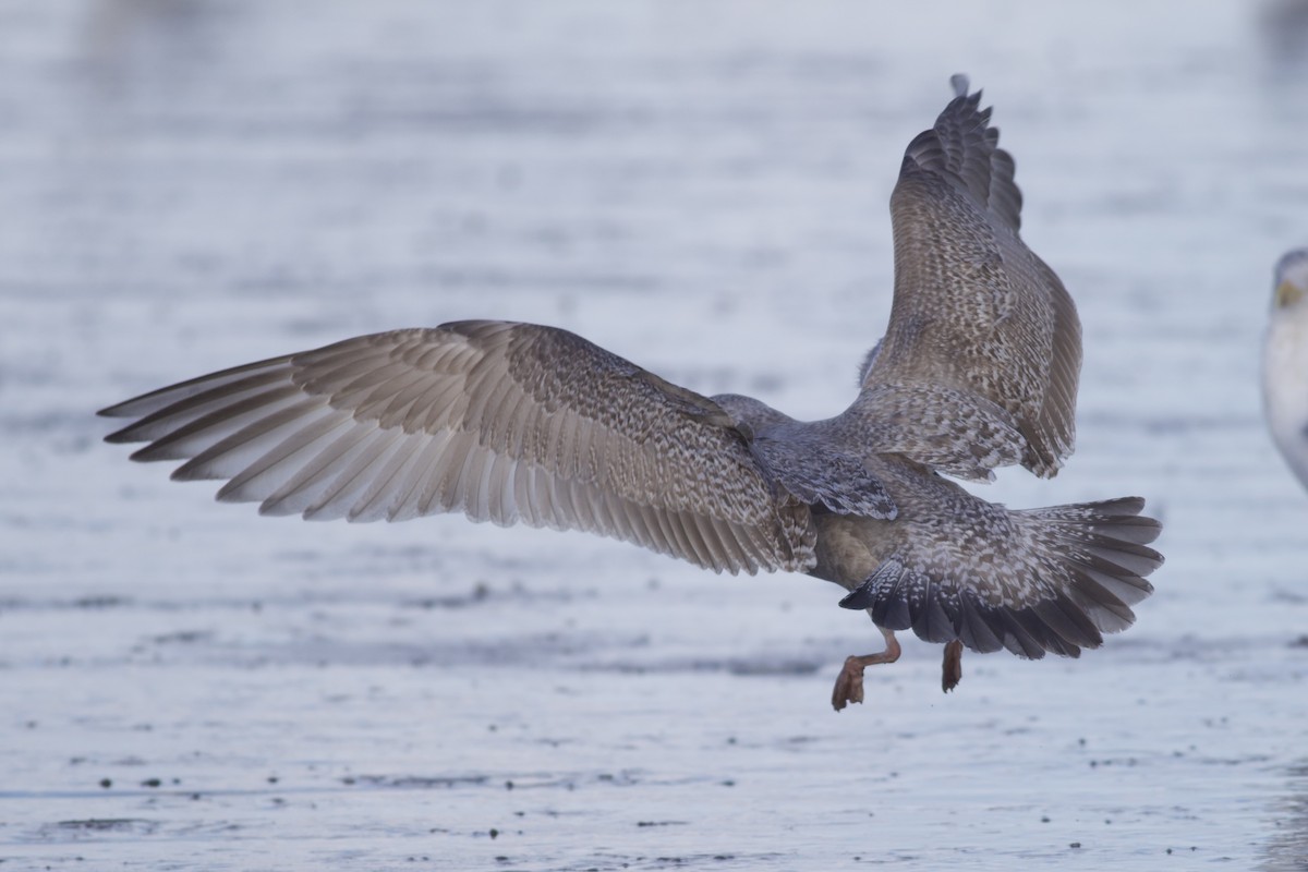 racek polární (ssp. thayeri/kumlieni) - ML650136053