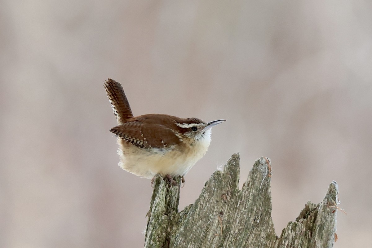 Carolina Wren - ML650136087