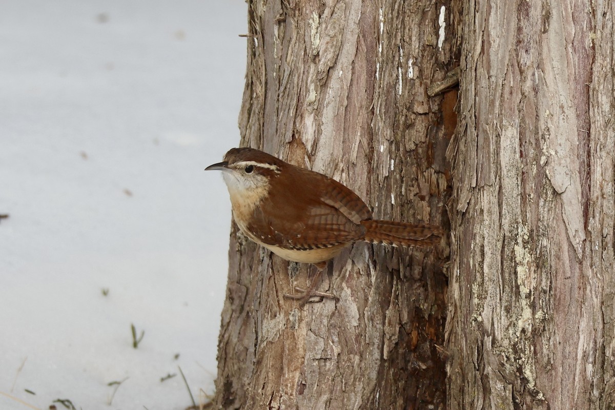 Carolina Wren - ML650136088