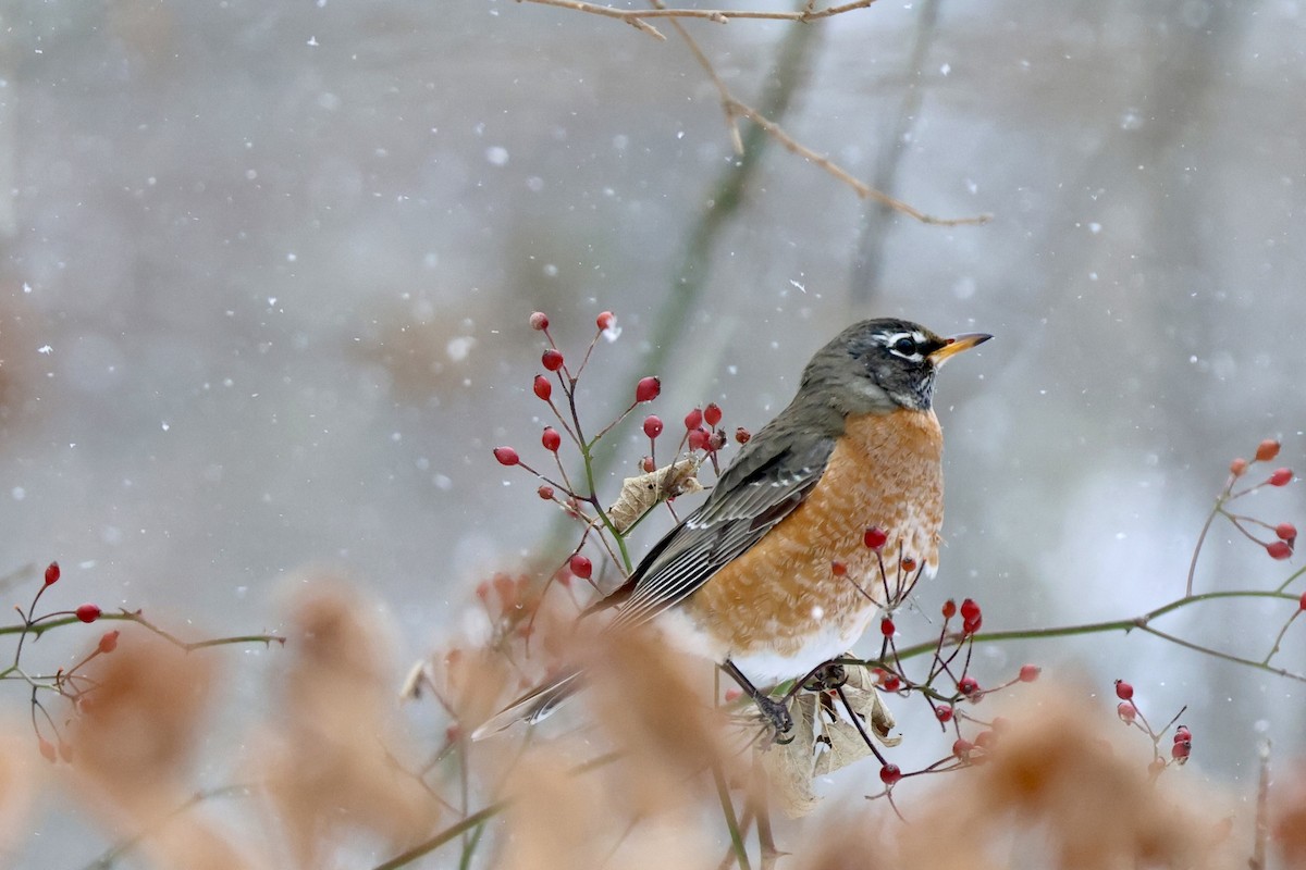 American Robin - ML650136094