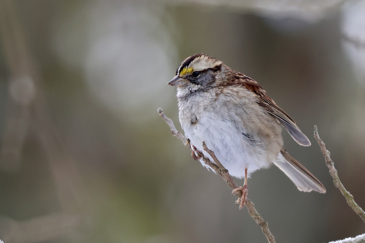 White-throated Sparrow - ML650136103