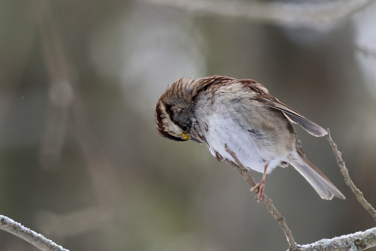 White-throated Sparrow - ML650136104